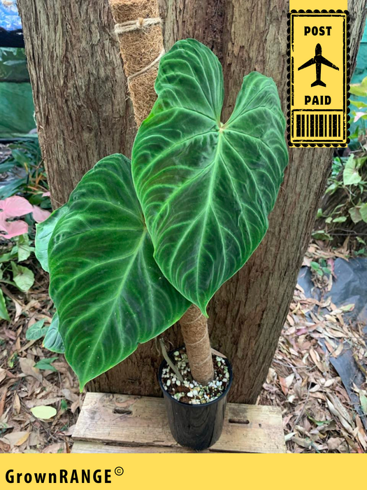 Philodendron Verrucosum (Includes Post)