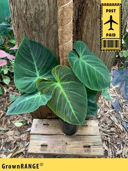 Philodendron El Choco Red (Includes Post)