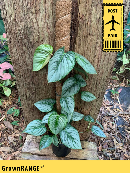 Philodendron Sodiroi (Includes Post)