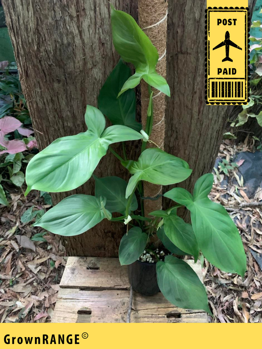 Philodendron Camposportoanum (Includes Post)