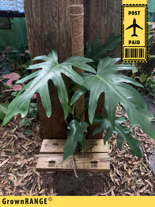 Philodendron Radiatum (Includes Post)