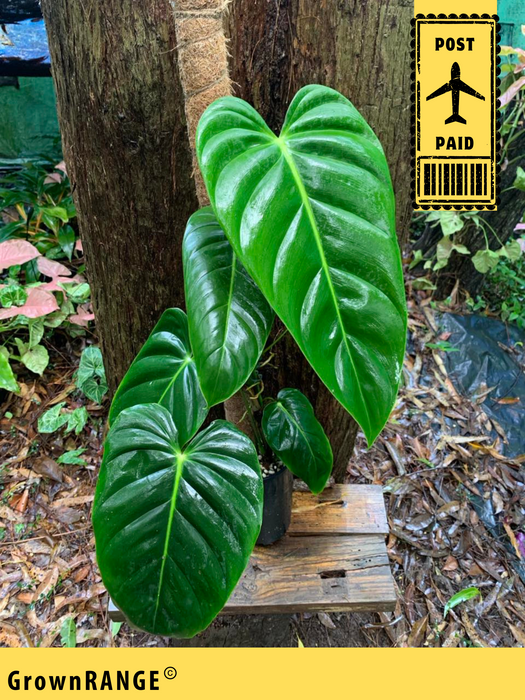 Philodendron Esmeraldense (Includes Post)