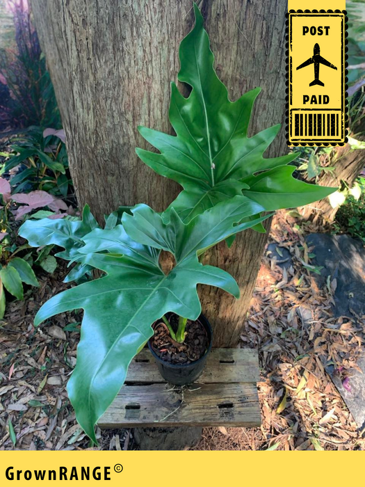 Philodendron Angela | T. African Fantasy 1M Cutback (Includes post)