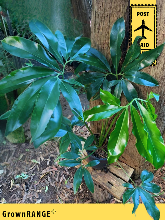 Philodendron Goldeii - 1M Cutback - Free Express Post