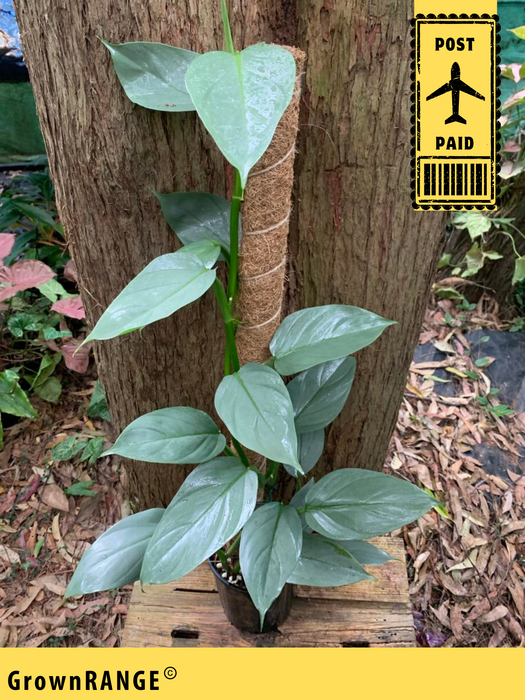 Philodendron Silver Sword - Free Express Post