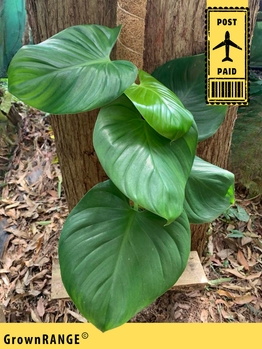 Philodendron Grazielae - Free Express Post