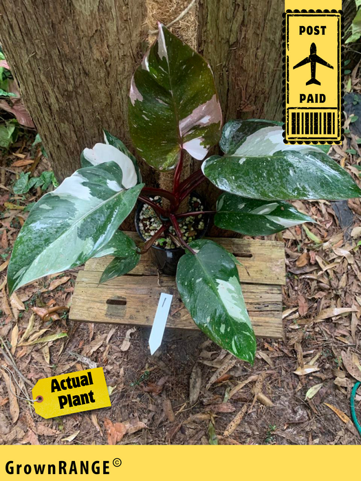 Philodendron Red Anderson Variegated #1 - Free Express Post