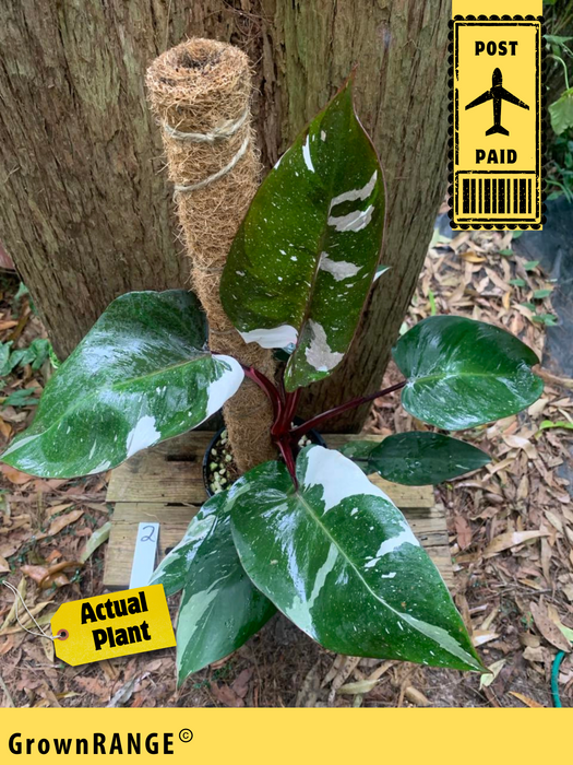 Philodendron Red Anderson Variegated #2 - Free Express Post