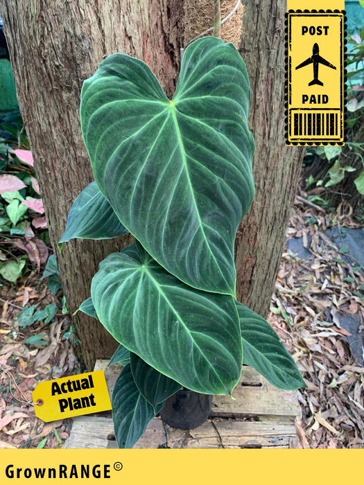 Philodendron Splendid - Free Express Post