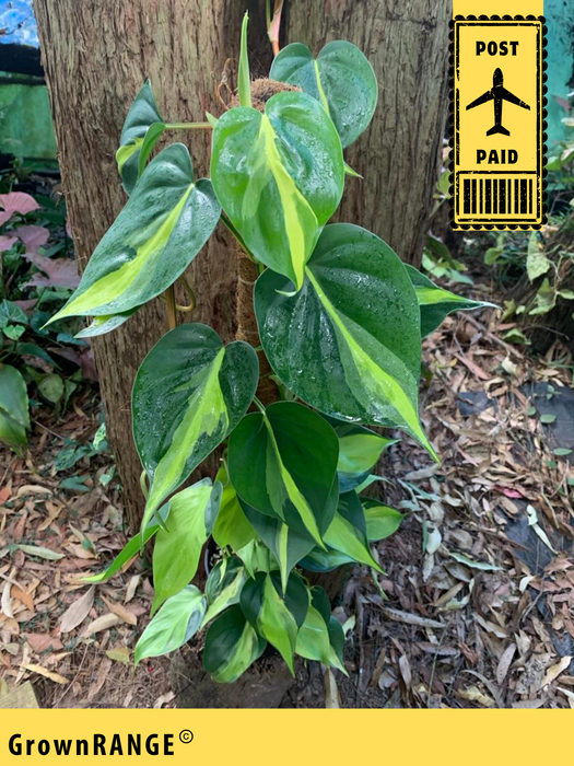 Philodendron Brazil - Free Express Post