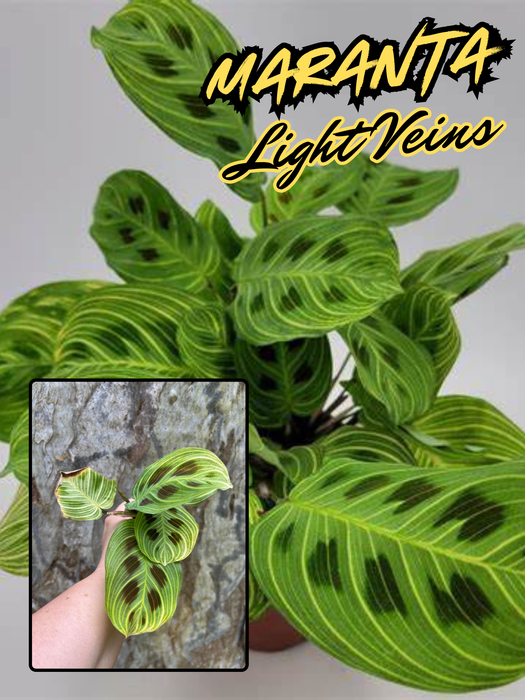 Maranta Light Veins SUPER RARE