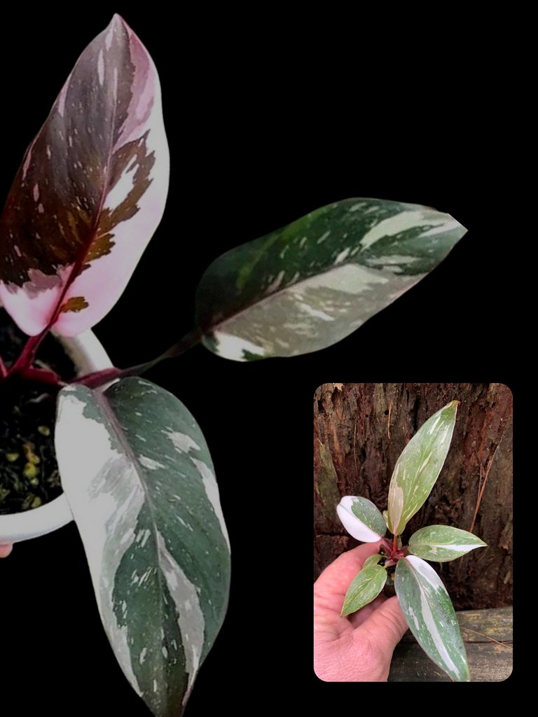 Rooted Variegated Philodendron Red Anderson offers cutting