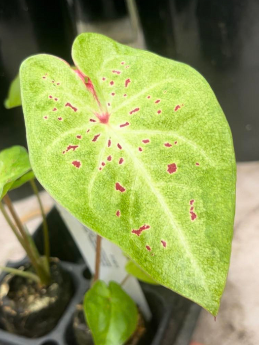 Caladium Miss Muffet