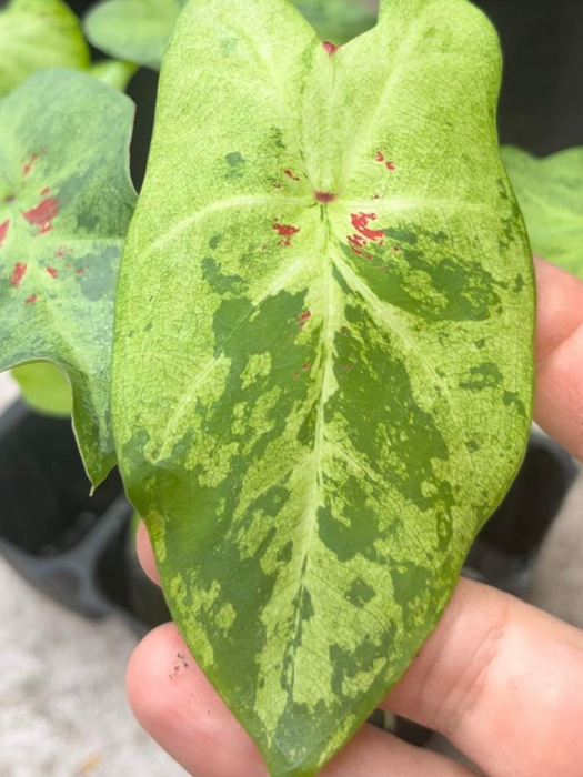 Caladium Mezmerized