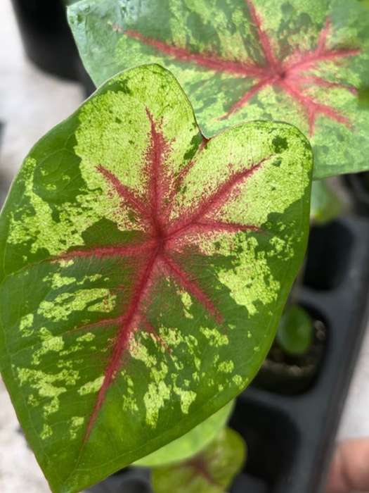 Caladium Flatter Me