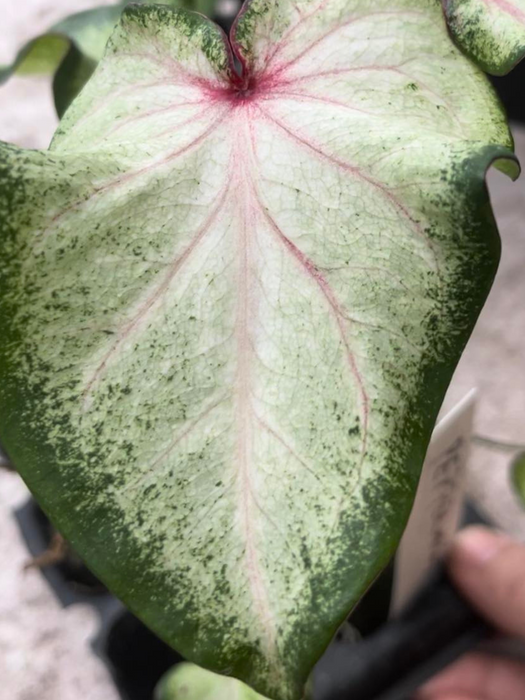 Caladium Peppermint