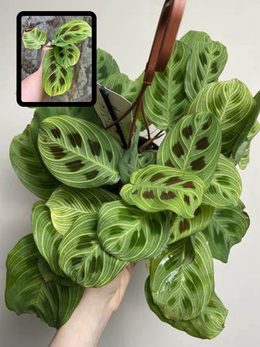 Maranta Light Veins SUPER RARE