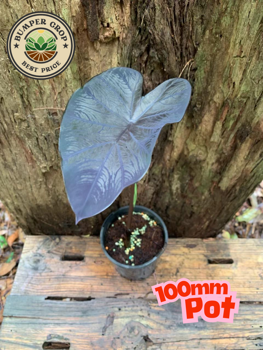 Colocasia Black Coral (Hi-shine variety)