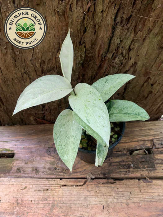 Monstera Laniata Mint variegated