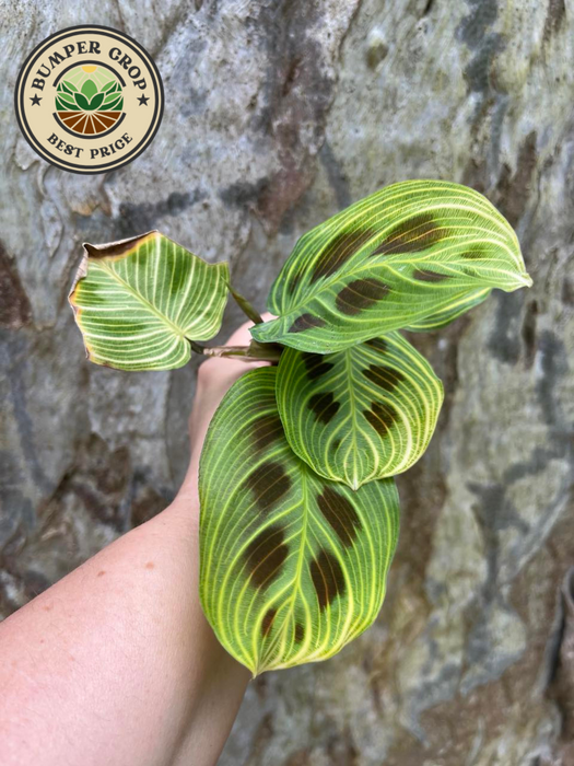 Maranta Light Veins SUPER RARE