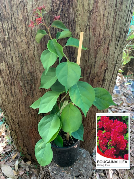 Bougainvillea Klong Fire (Double Red)