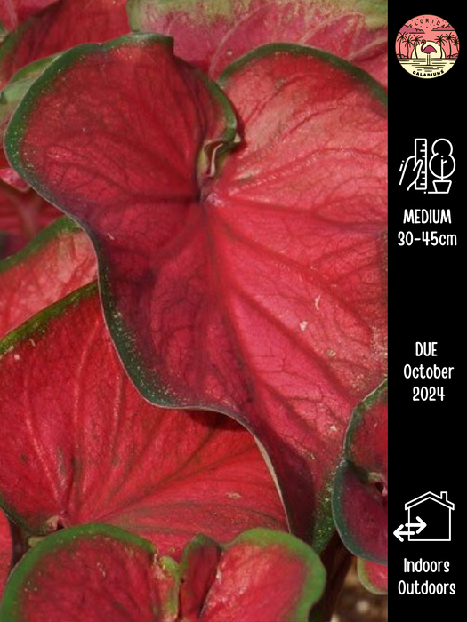 Caladium Red Glamour