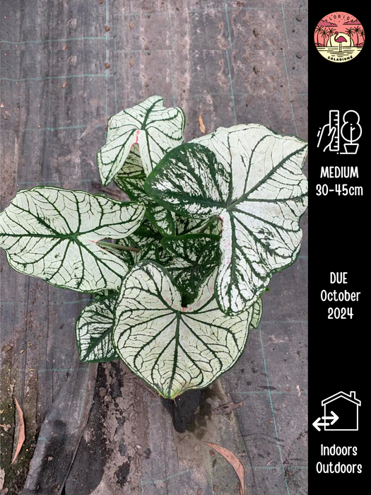 Caladium White Christmas