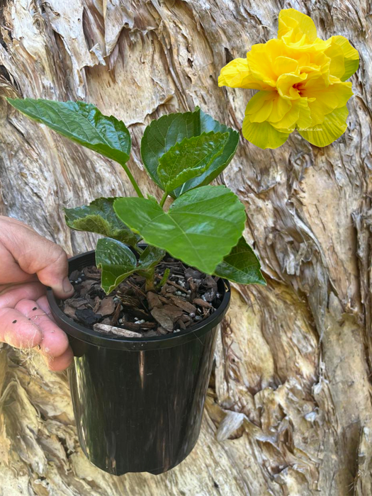 Hibiscus Crown of Bohemia