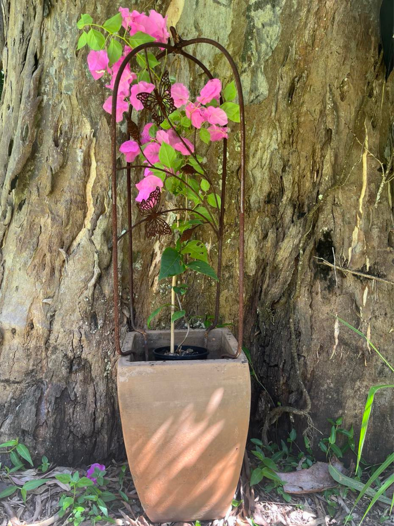 Decorative Pots and Planters