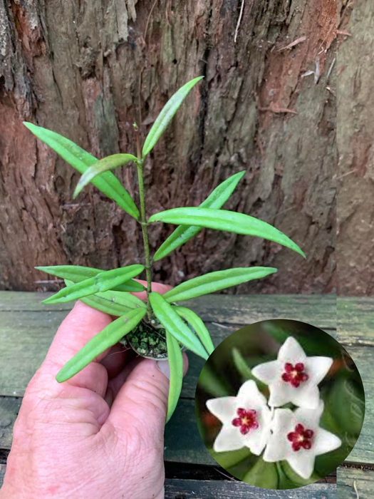 Hoya Pauchiflora