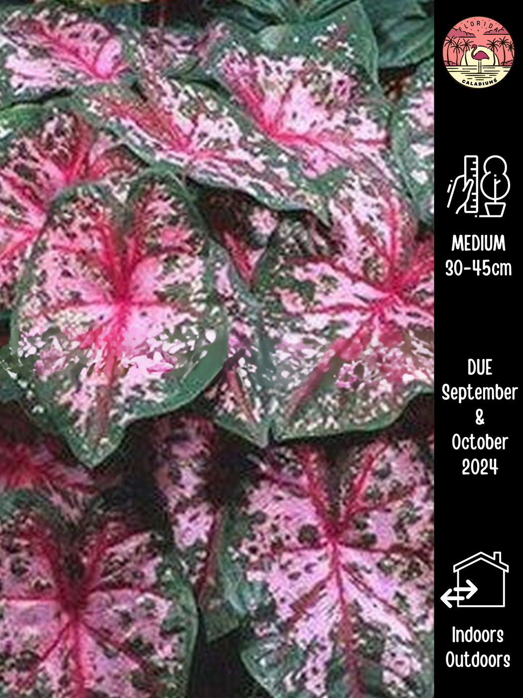 Caladium Carolyn Whorton