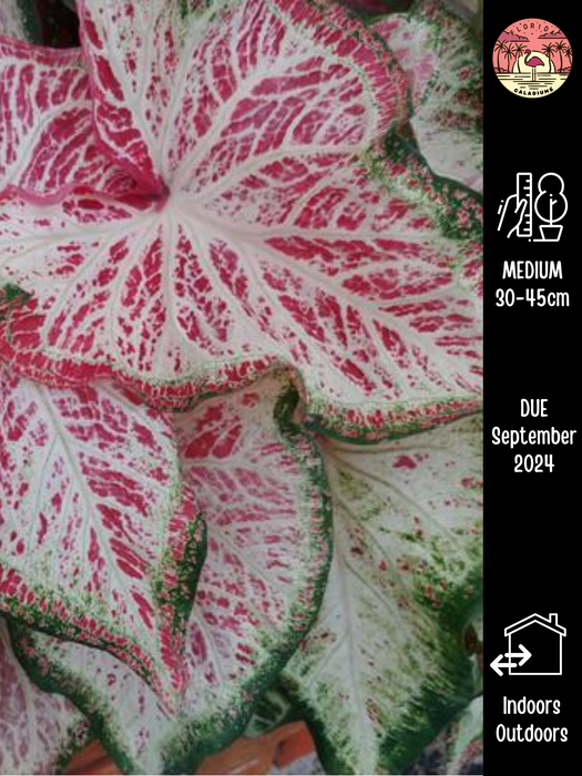 Caladium Peppermint