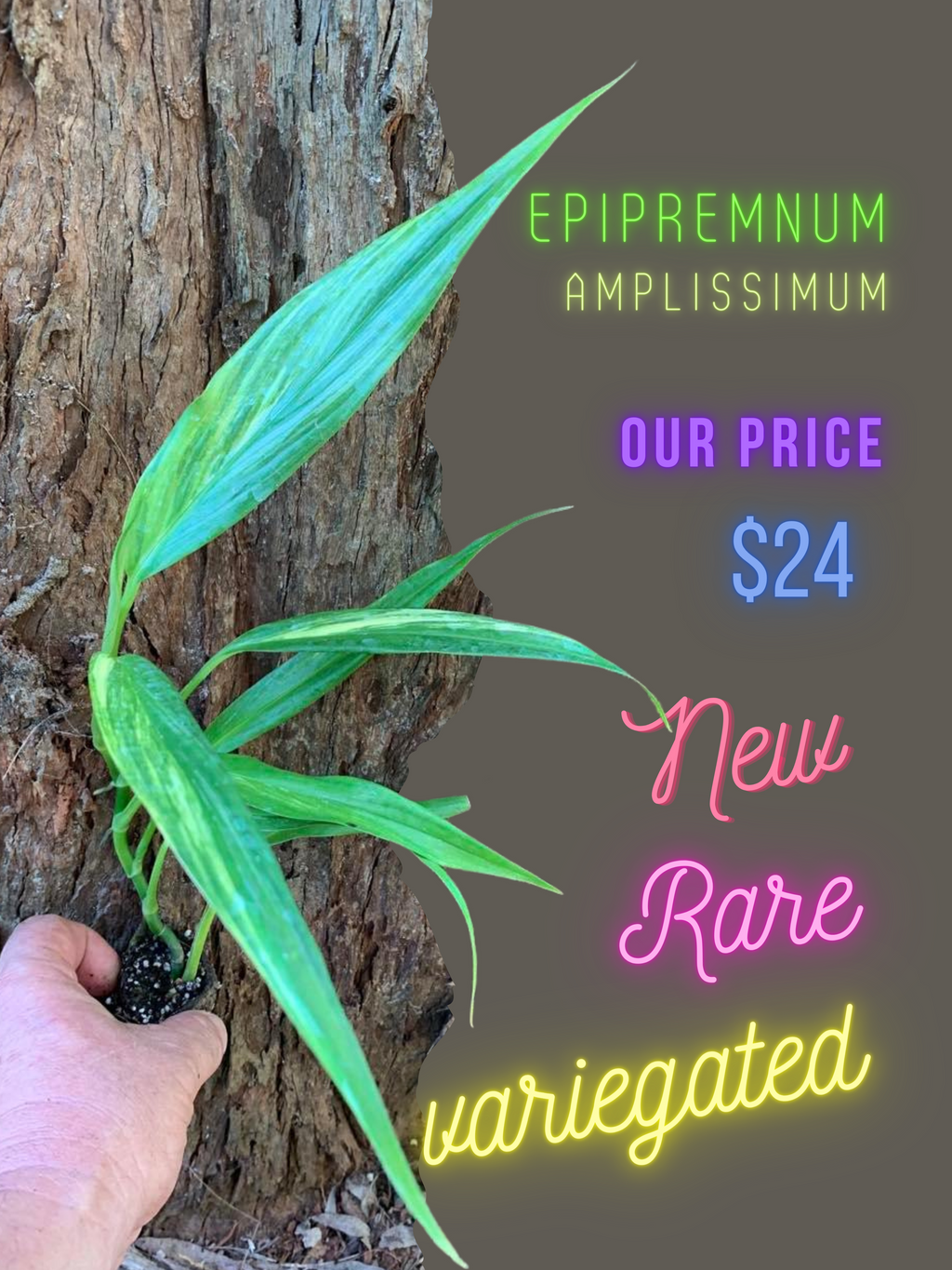 Rare Plants Online in Australia — Nursery 2 U