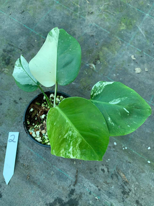 Monstera Albo Borsigiana Multi plant Lisiting