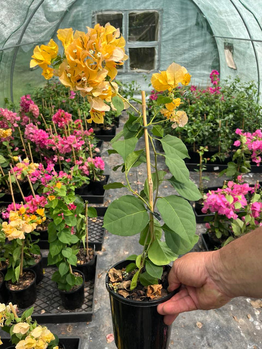 Bougainvillea California Gold