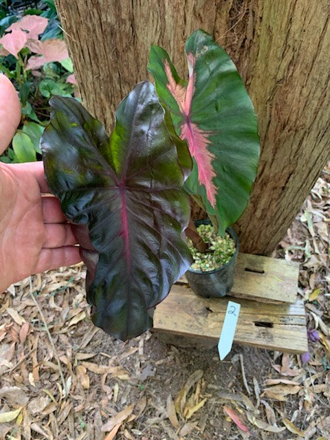 Colocasia Redemption