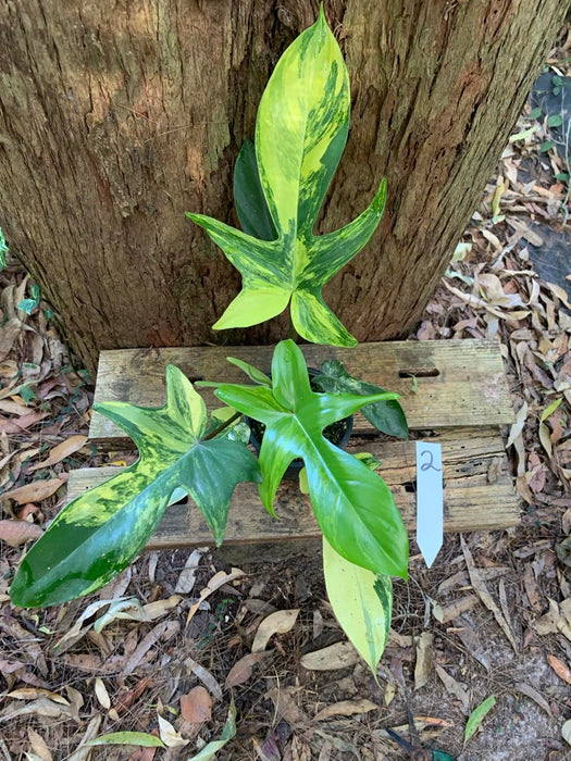 Philodendron Florida Beauty 2