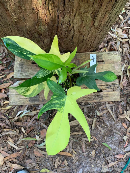 Philodendron Florida Beauty 4