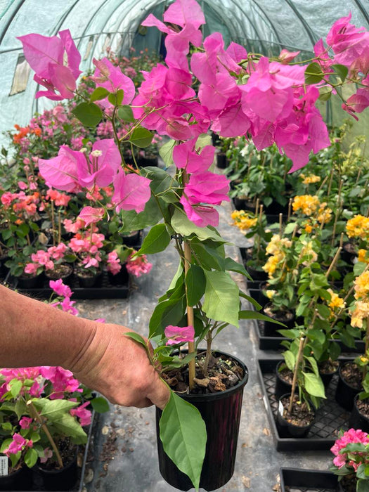 Bougainvillea Miami Pink