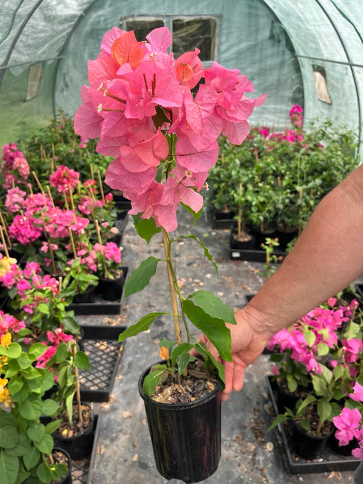 Bougainvillea Miss Manila