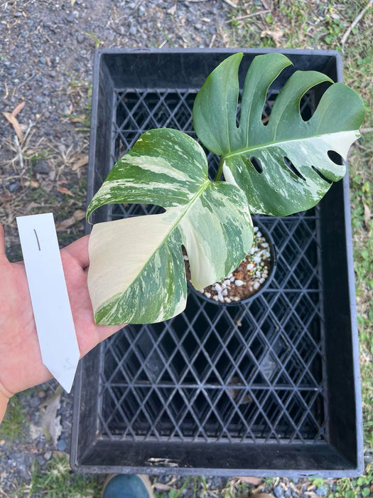 Monstera Albo Borsigiana Multi plant Lisiting