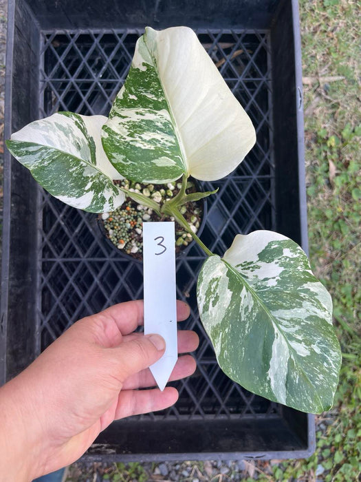 Monstera Albo Borsigiana Multi plant Lisiting