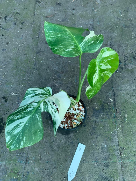 Monstera Albo Borsigiana Multi plant Lisiting