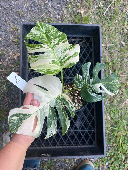 Monstera Albo Borsigiana Multi plant Lisiting