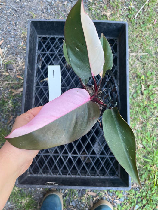 Philodendron Pink Princess #1