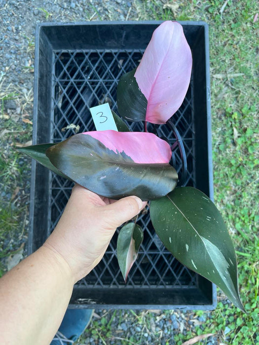 Philodendron Pink Princess #3