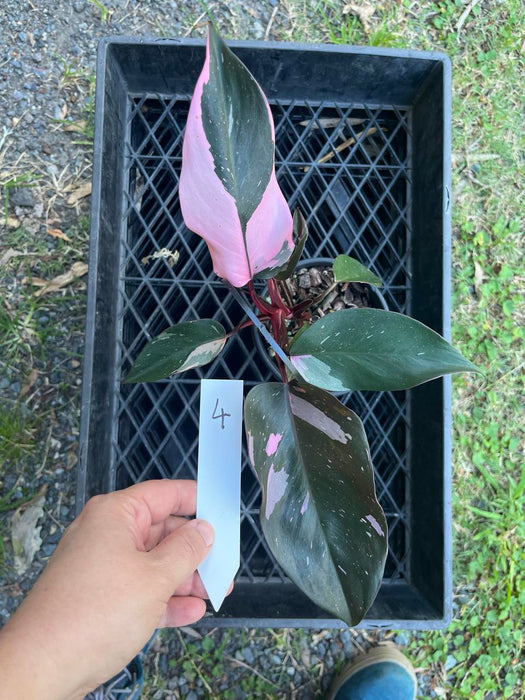 Philodendron Pink Princess #4