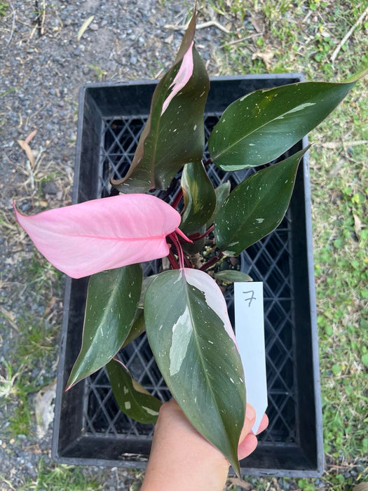 Philodendron Pink Princess #7