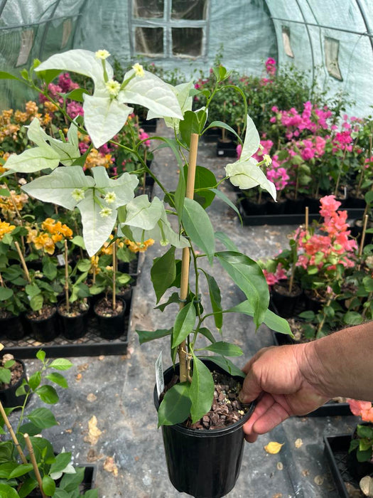 Bougainvillea Rijnstar White