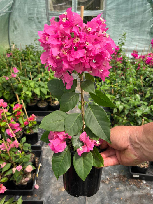 Bougainvillea Vera Lynn